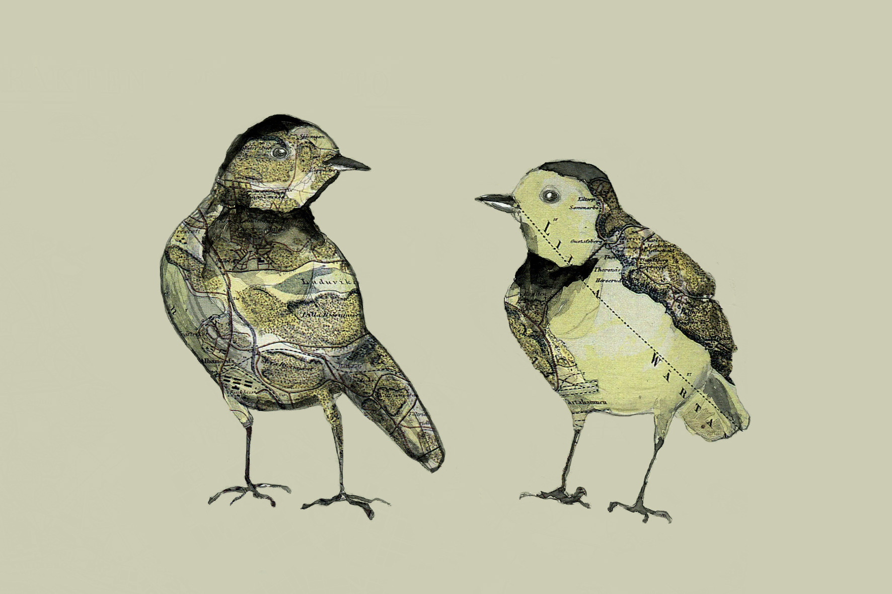 White Wagtails