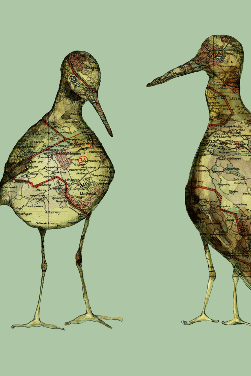 Sandpipers