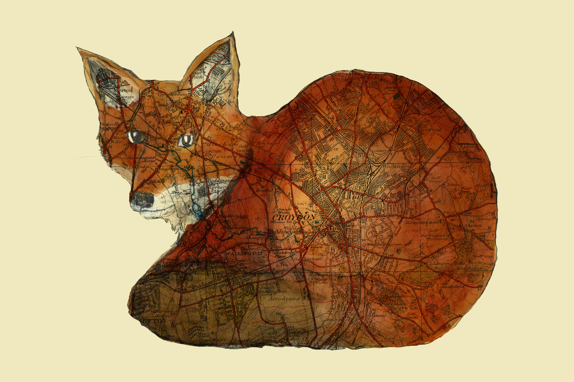 Urban Fox