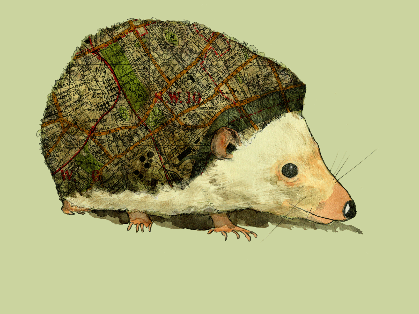London Hedgehog