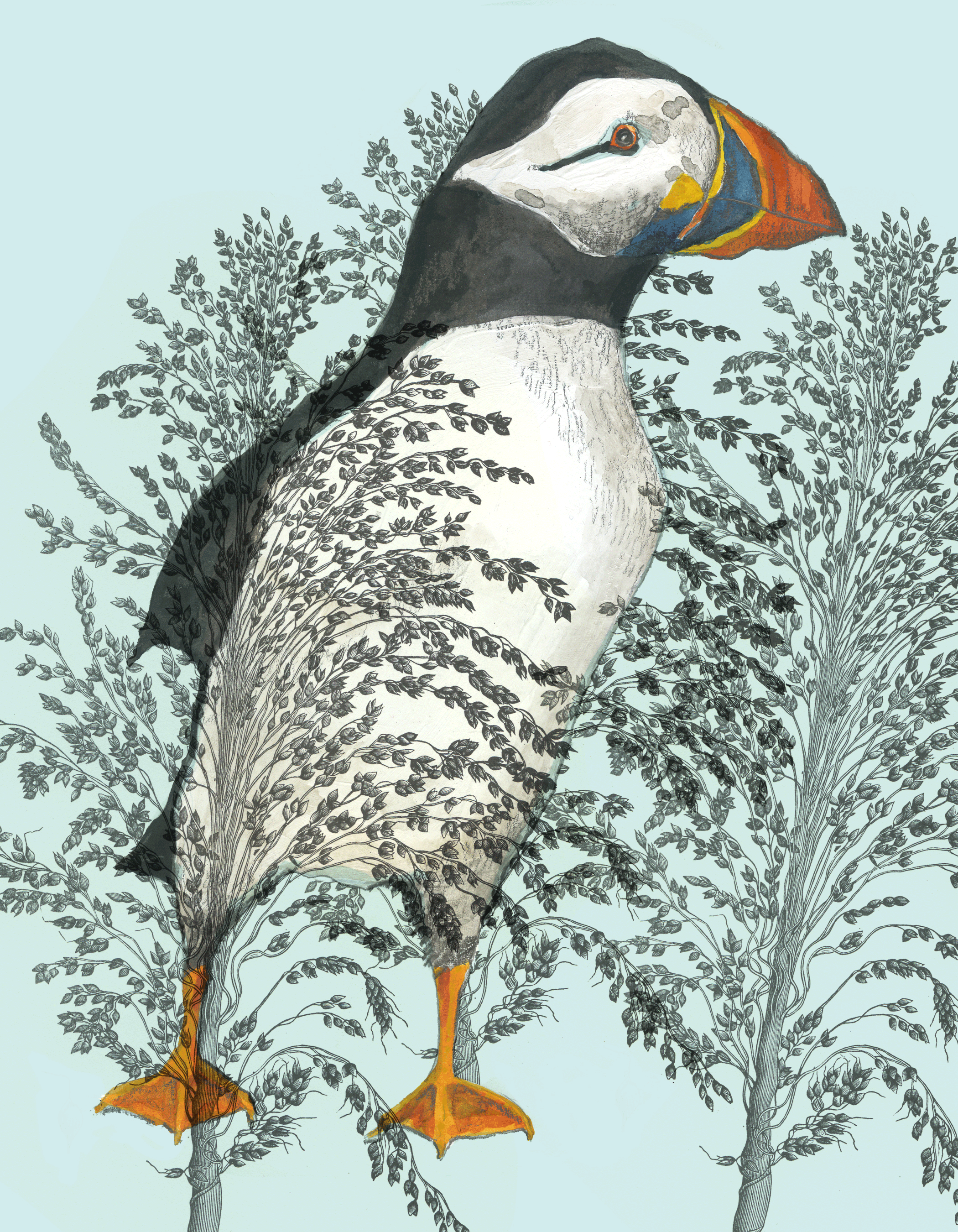Puffin