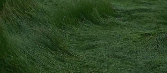 Grass