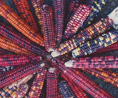 Painted Corn pinwheel_AcresUSA.jpg