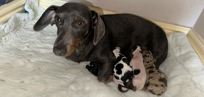 Veterinarian performing canine fertility testing in Tamworth”