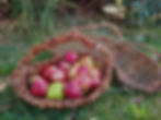 Willow Weaving Workshop (SOLD OUT)