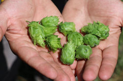 Holding Hops