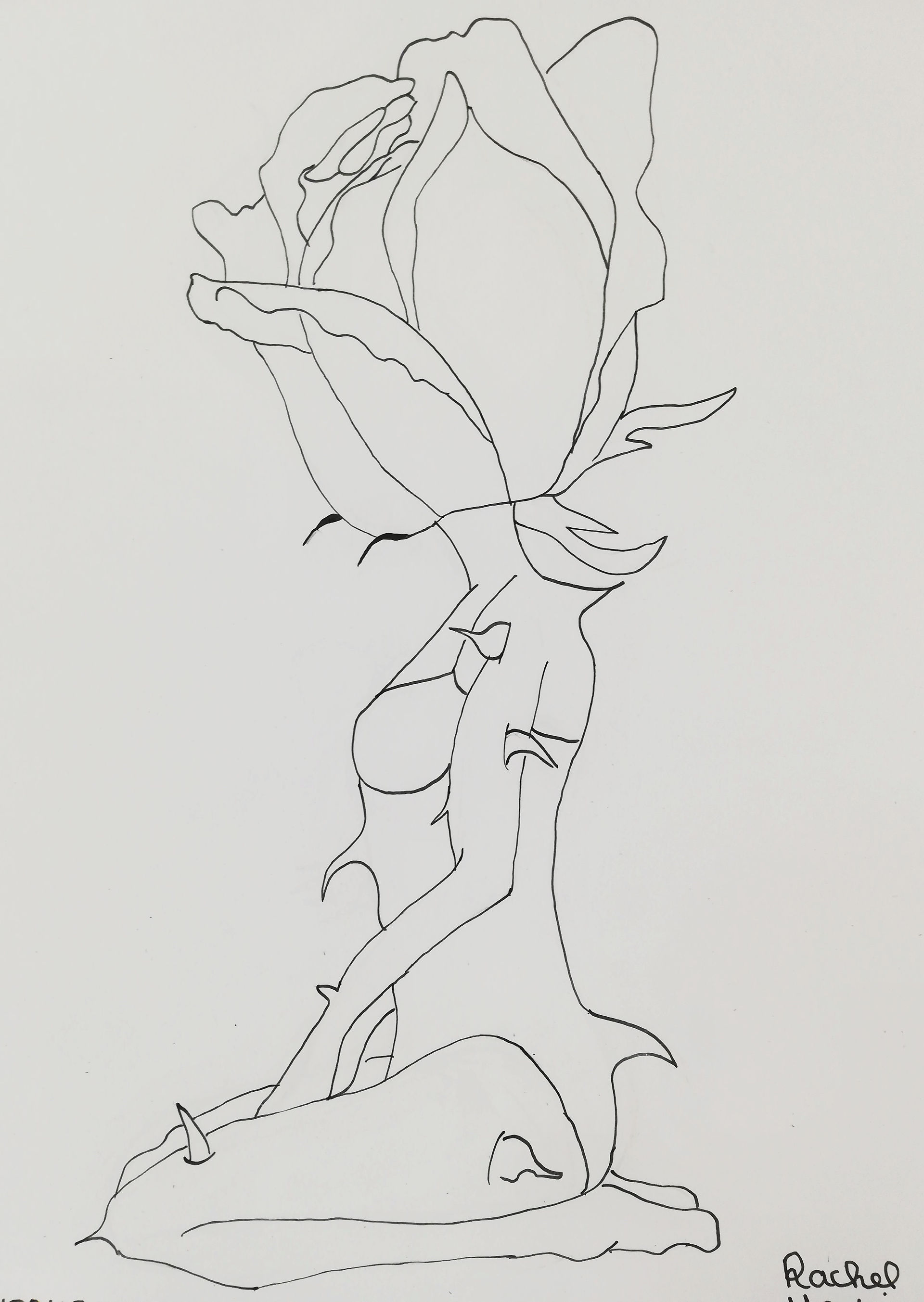 rose
