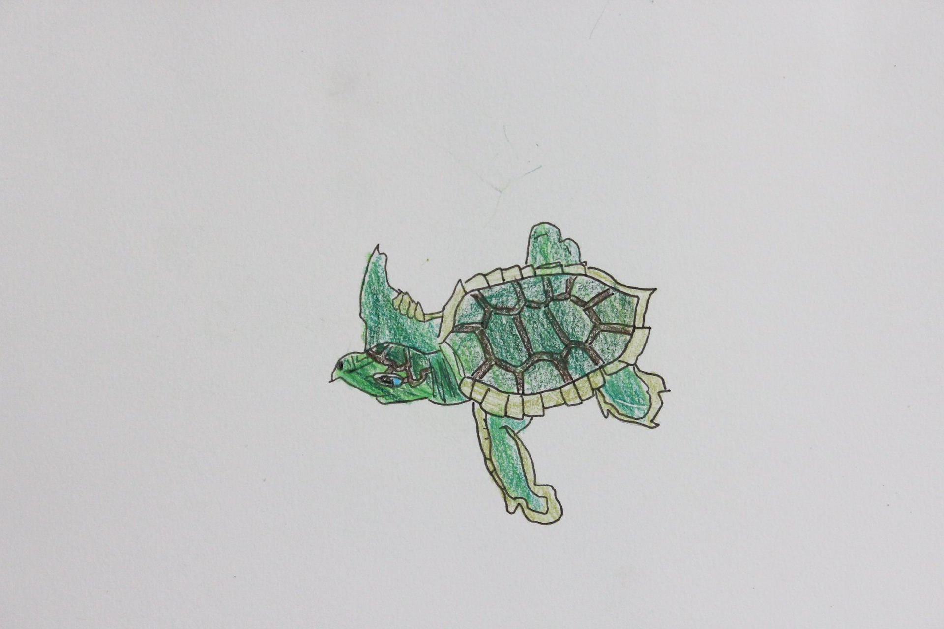 tortue de mer