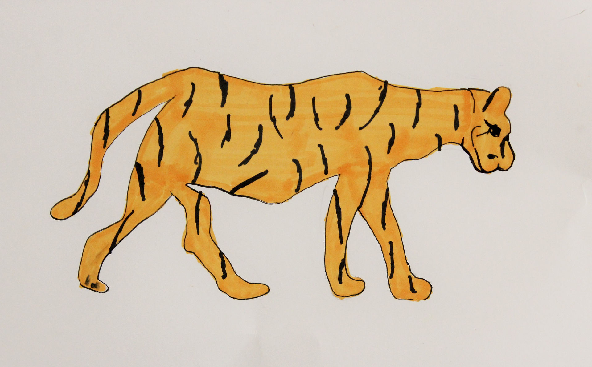 Tigre