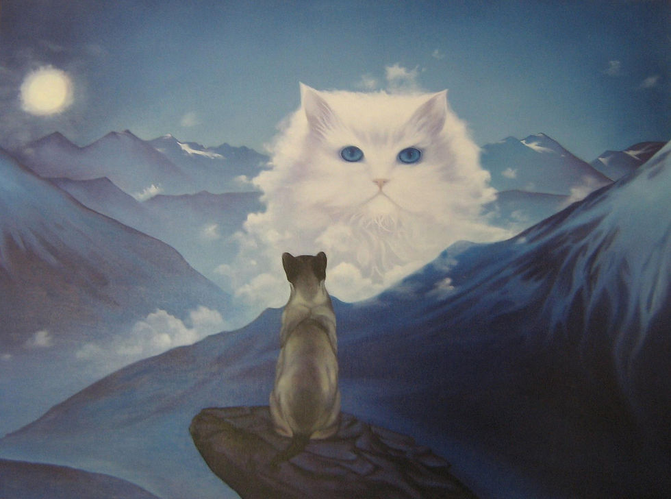 Chats - Anonyme
