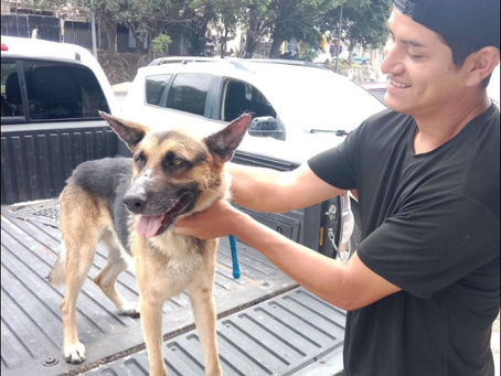 A Day at a Dog Rescue