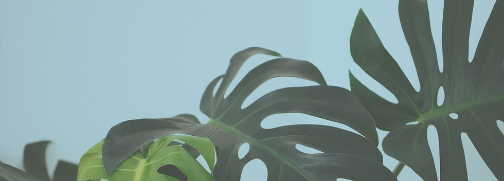 Tropical Leaves Closeup