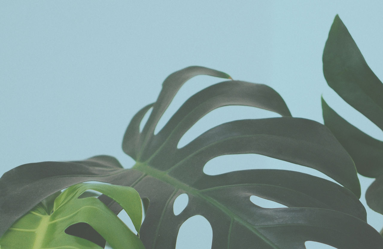 Tropical Leaves
