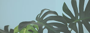 Tropical Leaves