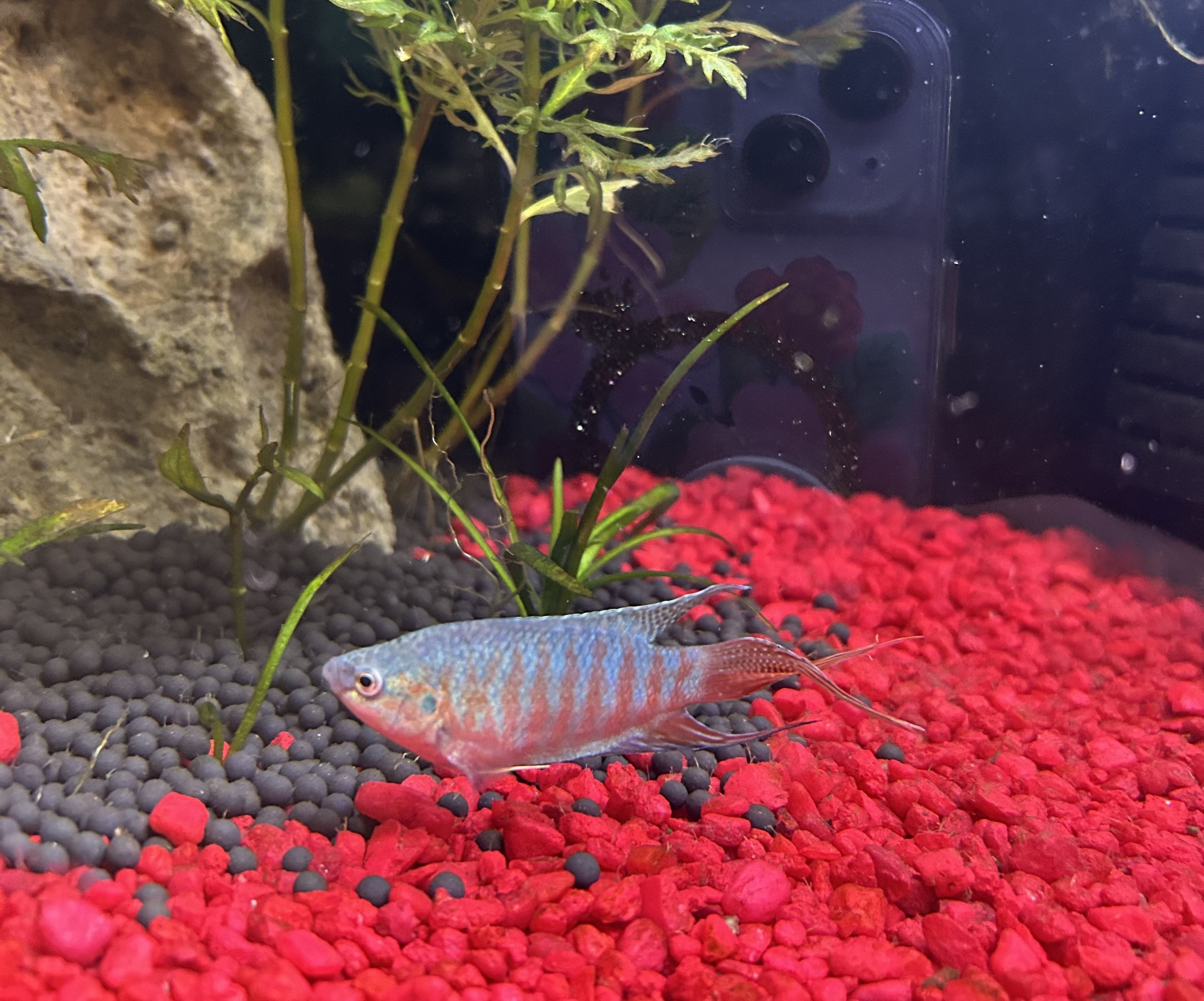 Blue Paradise Gourami
