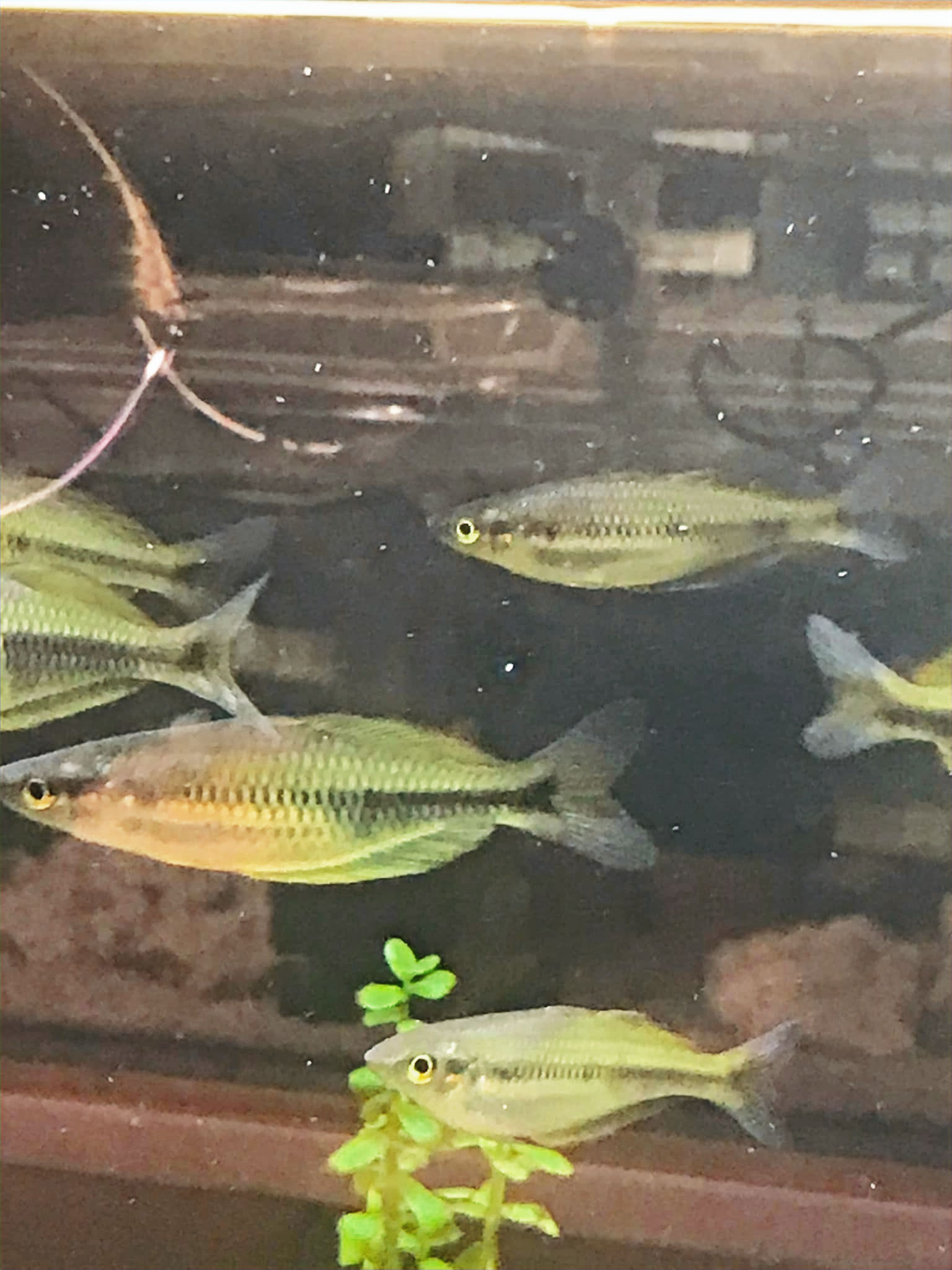 Sungai Klasam Rainbow