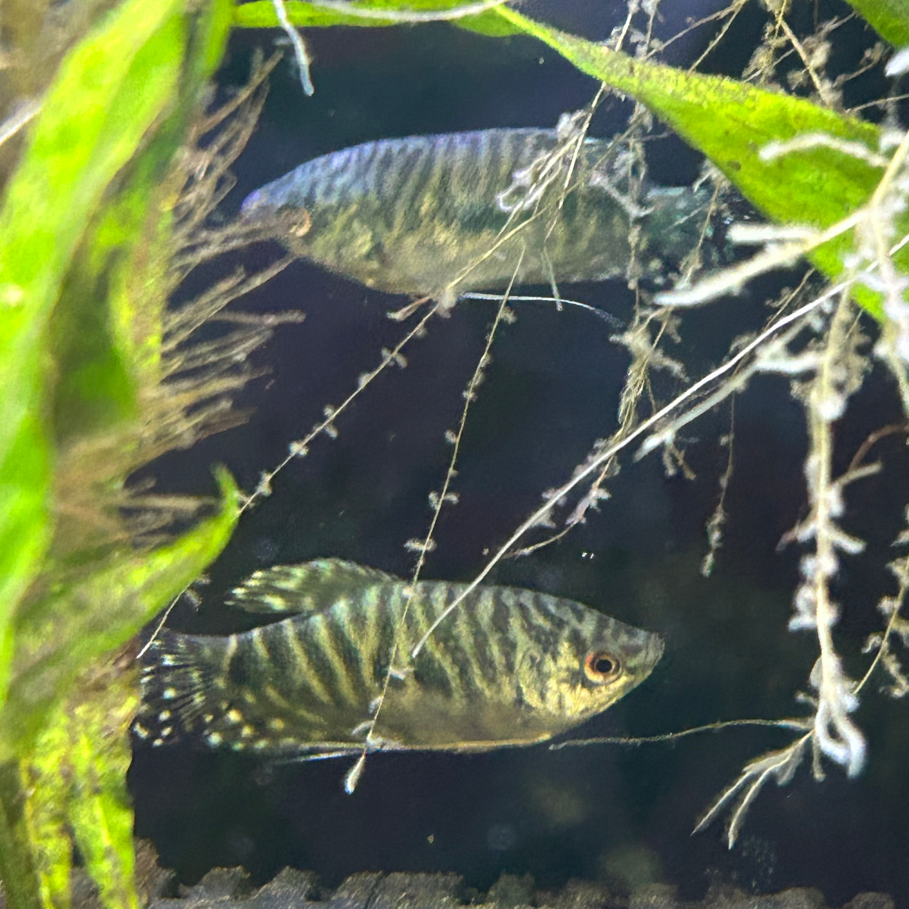 Opaline Gourami