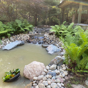 Tranquil Garden Pond and Waterfall