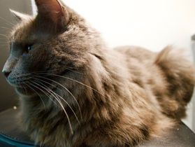 🅿hotographie Heracles & Itty