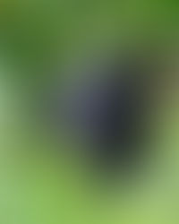 In Wildness is the Preservation of the World (In Tribute to Thoreau)