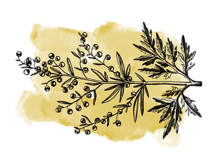 artemisia.png