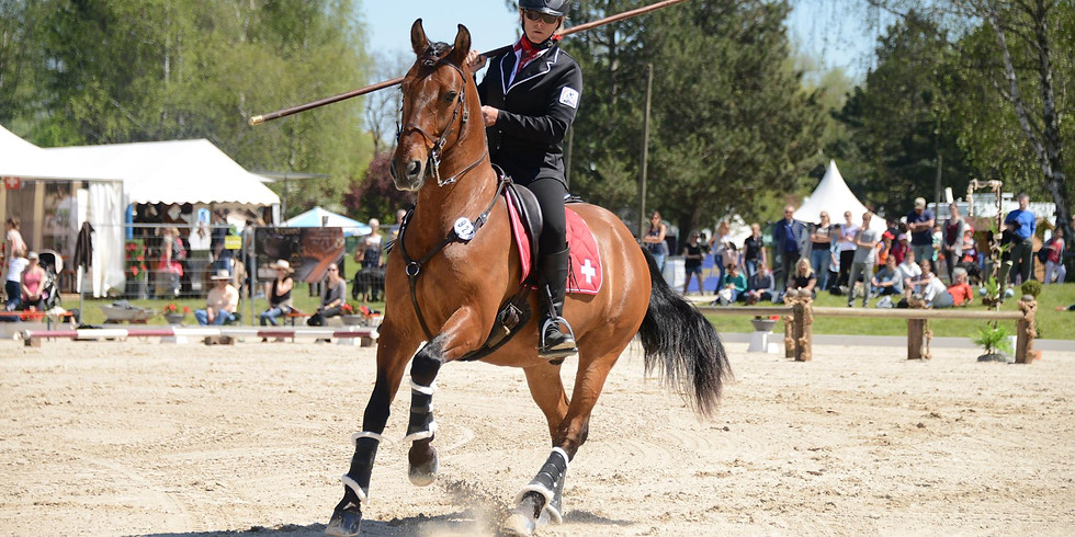 Working Equitation Kurs