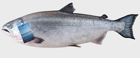 Saku o Sashimi/NUEVA ZELANDA Ora King Salmon ニュージーランド産