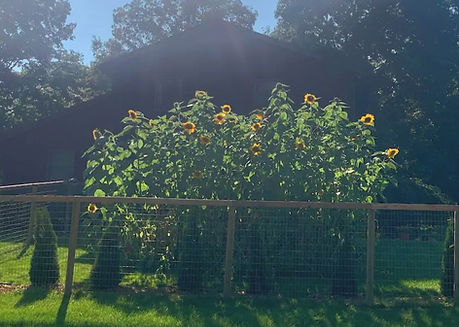 Sunflowers in bloom