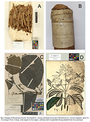 Reconnecting the Cinchona (Rubiaceae) collections of La Real Expedición Botánica al Virreinato del Perú (1777‑1816)