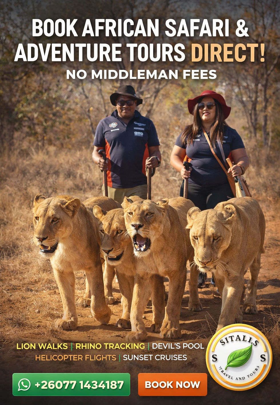 Lion walking down a sunlit dirt path, surrounded by tall grass. The lion's mane is strikingly golden, exuding strength and confidence.