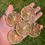 Thumbnail: 5 Dehydrated Lime Slices