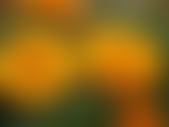 Calm and Heal: Calendula Ointment Benefits