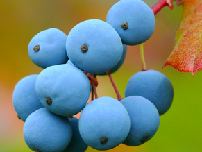 Berberis Aquifolium Mother Tincture Q Usage in Hindi