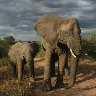 Animals