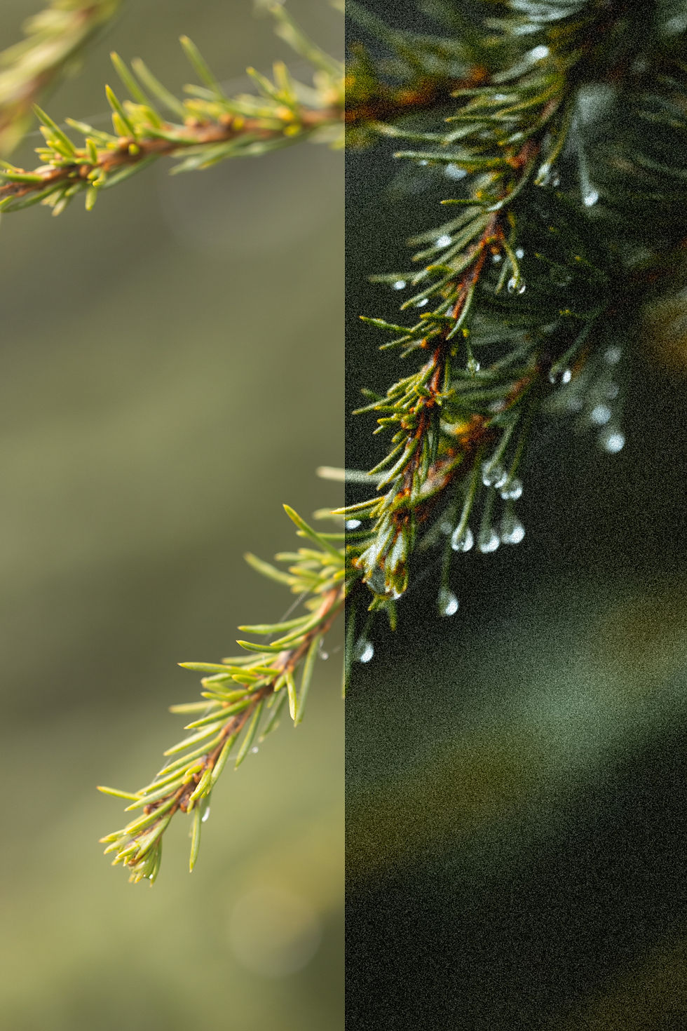 Miniature : NATURE PACK 10 PRESETS LIGHTROOM