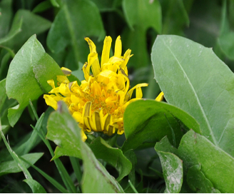 Weed Control