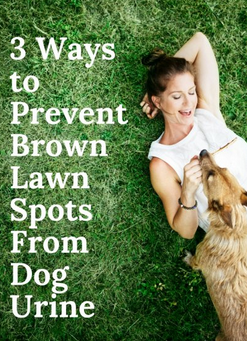 3 Ways to Prevent Brown Lawn Spots From Dog Urine