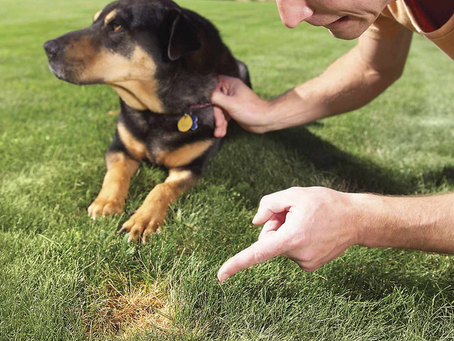 How to Fix Yellow Spots and Dog Urine Odours on Grass
