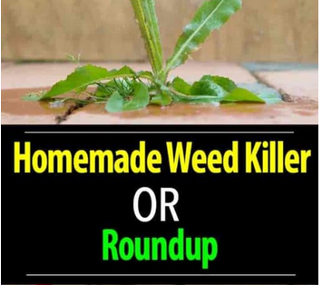 Is A Homemade Weed Killer A Better Choice Than Roundup?