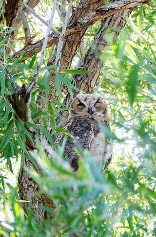 Great Horned Owl (20).jpg