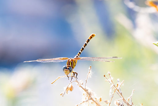 Dragonfly (6).jpg