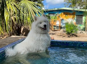 DOGS PARADISEEEE.jpeg
