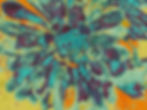 ORL-2672-2 Sempervimum.JPEG