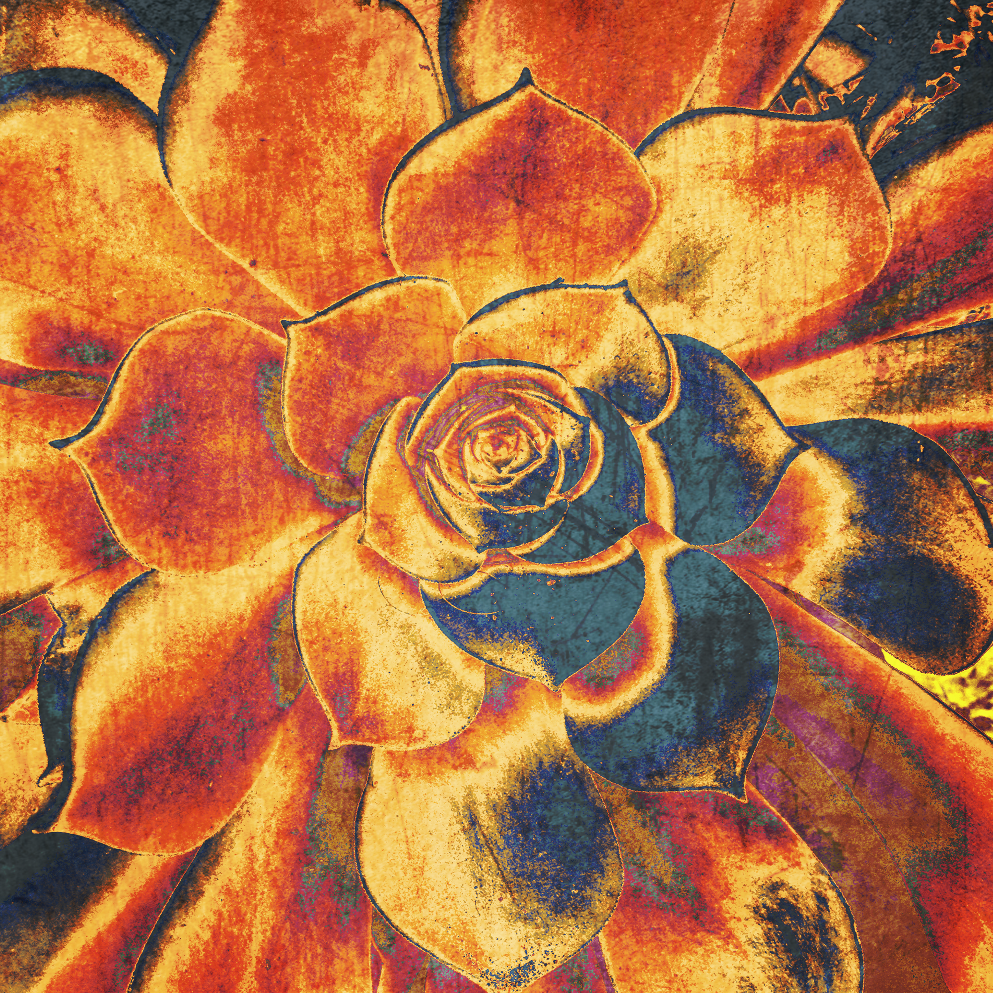 Echeveria Elegans, Hand Embellished Canvas Giclee