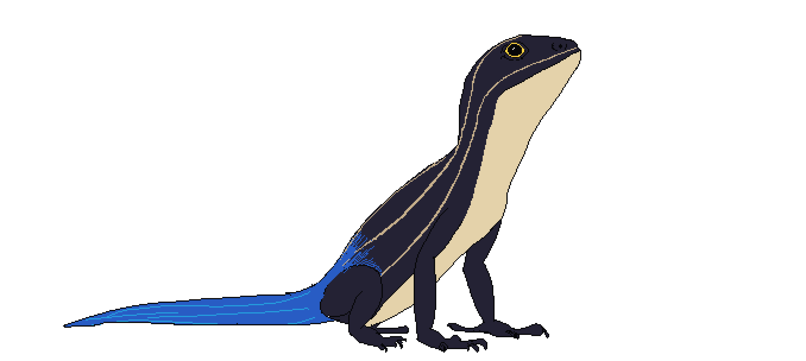 GNN Skink head nod 1.gif