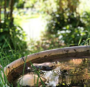 Zinkwanne als Mini-Teich im Garten