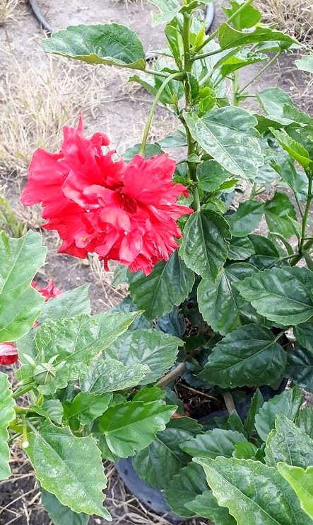 cayeno%20rojo_edited.jpg