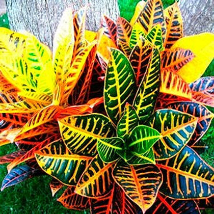 croto%20victoria%20%20ornamental_edited.
