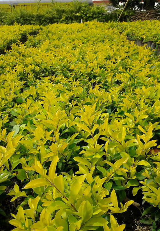 duranta%20%20limon_edited.jpg