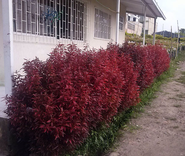 duranta coperly.jpg